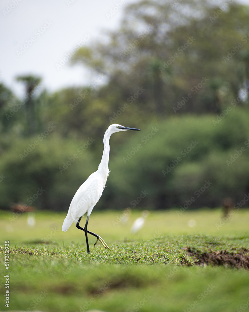 Fototapeta premium Little Egret