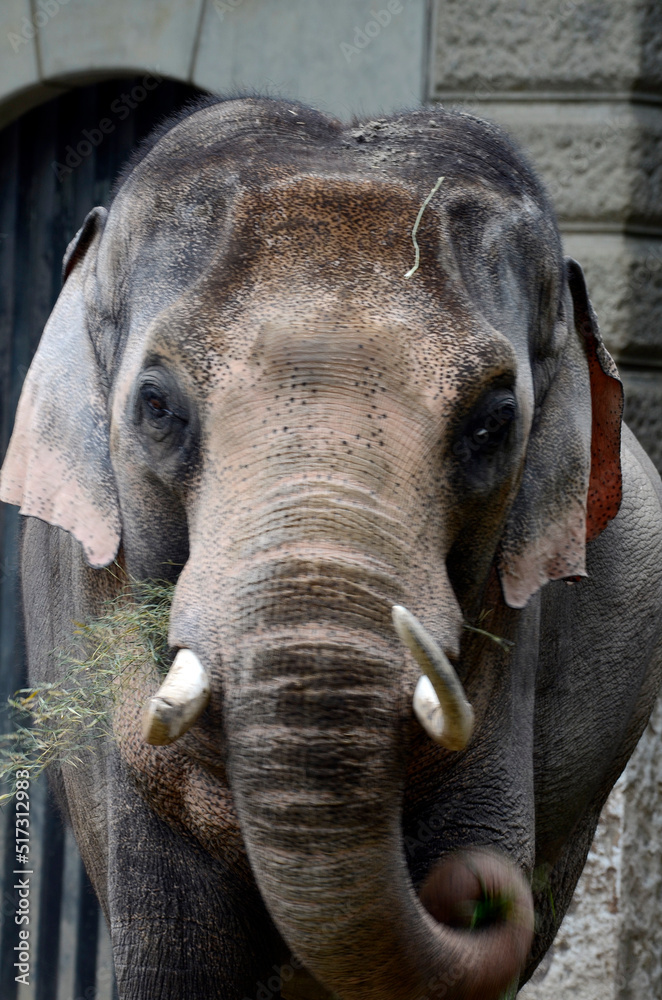 Naklejka premium 象の顔
