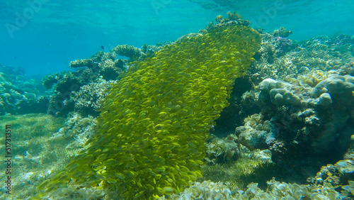 Massive school of juvenile Rabbitfish in shallow water swims over coral reef in sunrays. Bait ball above coral reef. Rabbitfishes (Siganidae). Red sea, Egypt