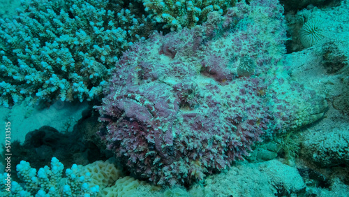 Close-up of pink Stonefish lies on corals. Reef Stonefish  Synanceia verrucosa . Red sea  Egypt