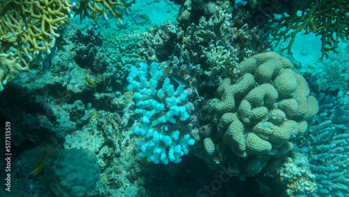Bleaching and death of corals from excessive seawater heating due to climate change and global warming. Decolored corals in the Red Se, Egypt photo