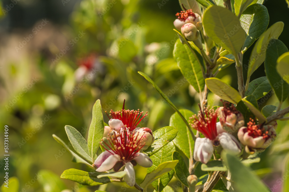 many blossom from a guava shrub