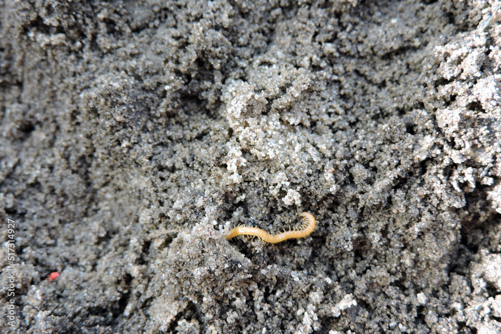 A close-up of a yellowish-orange centipede