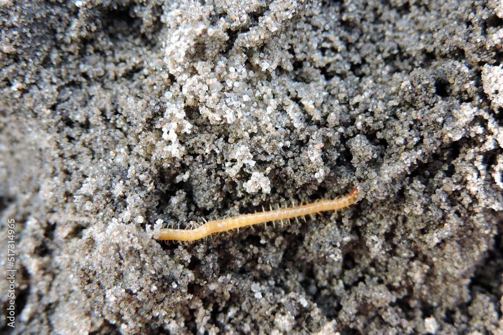 A close-up of a yellowish-orange centipede A close-up of a yellowish-orange centipede