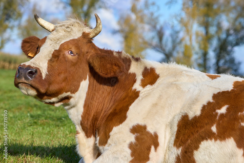 Close up of brown white cow