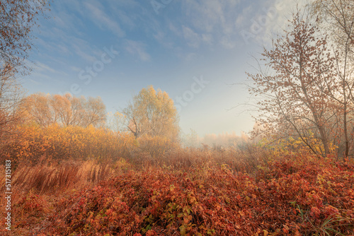 Gorgeous autumn foggy morning scenery with lush colorful foliage. Fall background.