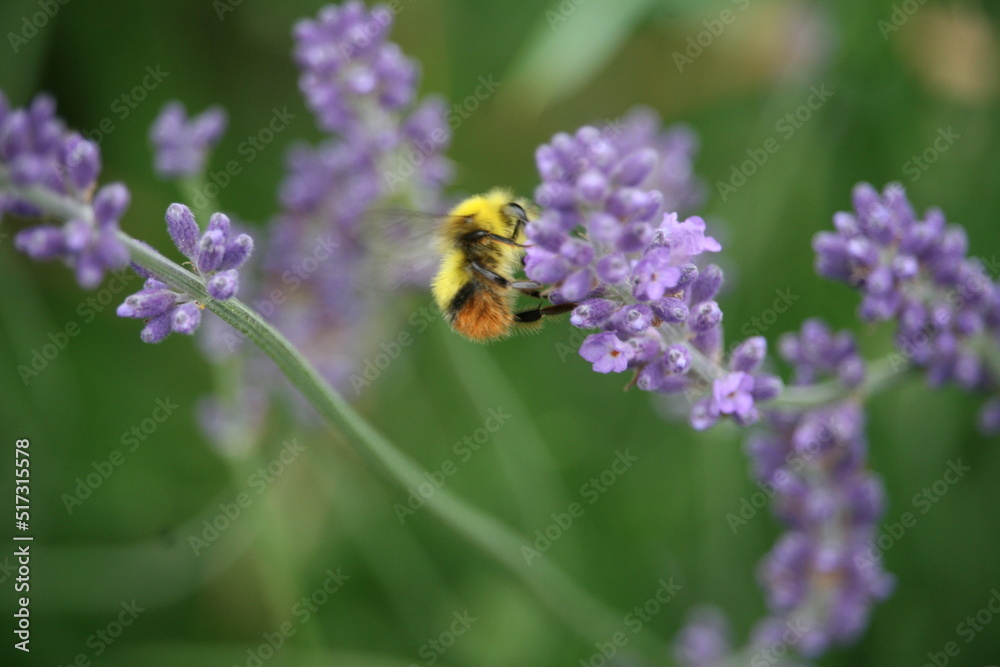 Bug sitting on a flower Bug sitting on a flower