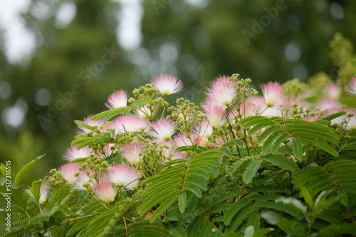 flowers of my  Albizia julibrissin Rosea tree