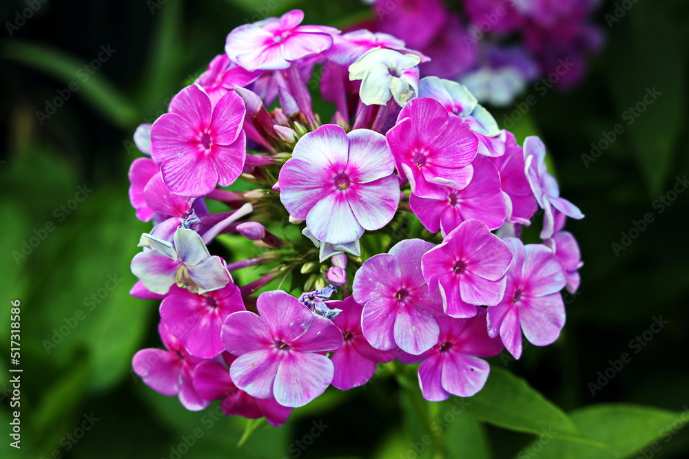 Beautiful blooming hydrangea flowers on background of green plants in the home garden. Odessa, Ukraine. Beautiful blooming hydrangea flowers on background of green plants in the home garden. Odessa, Ukraine.