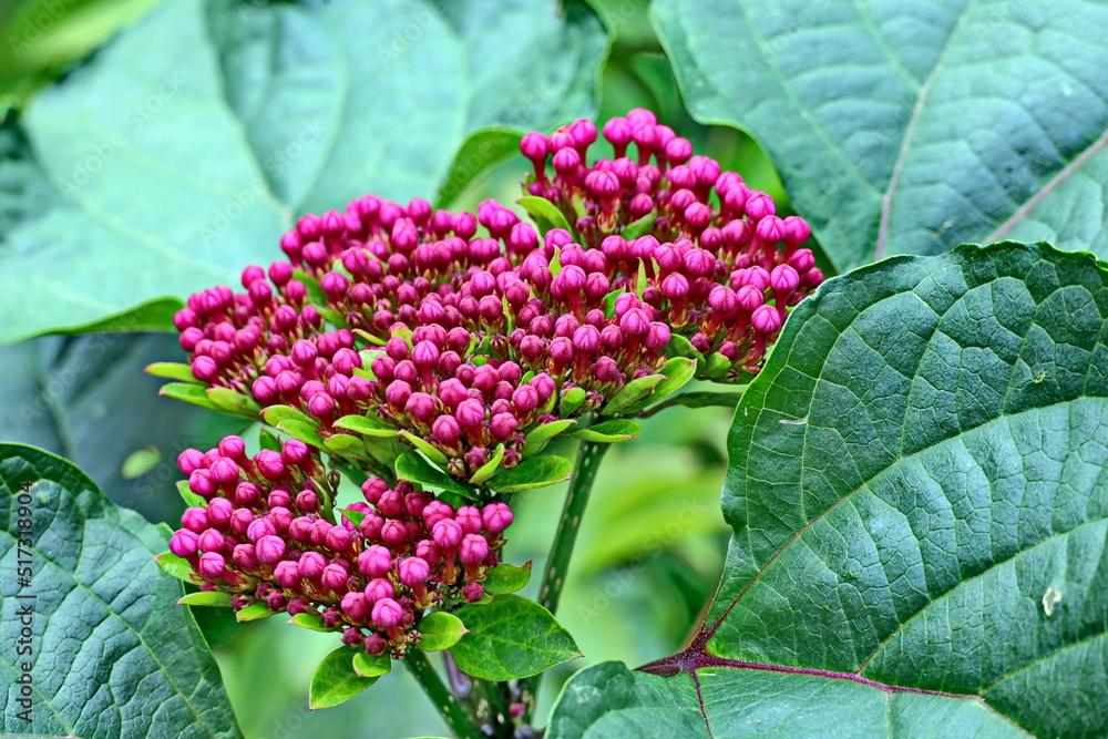 Beautiful blooming hydrangea flowers on background of green plants in the home garden. Odessa, Ukraine. Beautiful blooming hydrangea flowers on background of green plants in the home garden. Odessa, Ukraine.