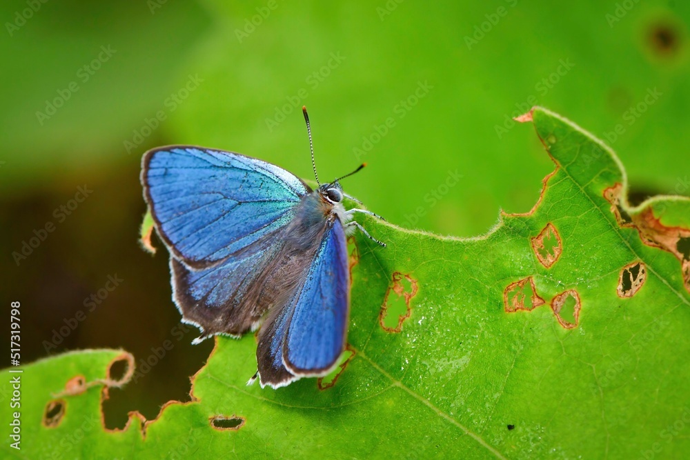 Obraz premium 初夏の高原の林で見られるウルトラマリンとパールホワイトの美しいチョウ、ウラジロミドリシジミ