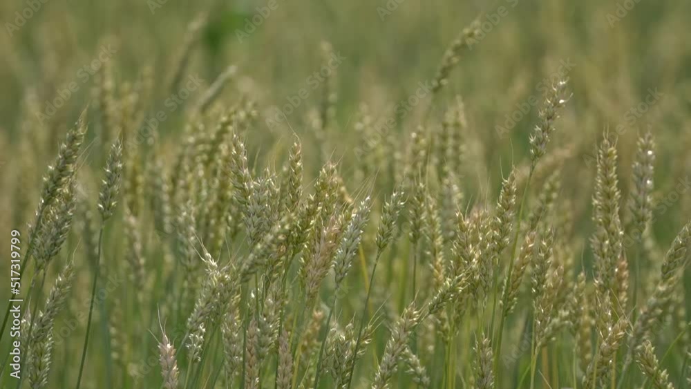 Wheat ears swaying from the gentle wind. View of ripening wheat at farm field, close up. Agriculture industry. Wheat ears swaying from the gentle wind. View of ripening wheat at farm field, close up. Agriculture industry.