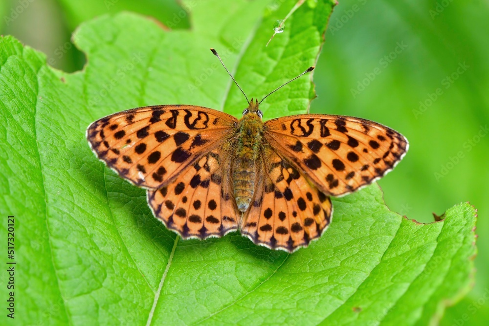 Obraz premium 軽井沢や八ヶ岳の初夏の高原で見られるオレンジ色の鮮やかな美しいチョウ、コヒョウモン
