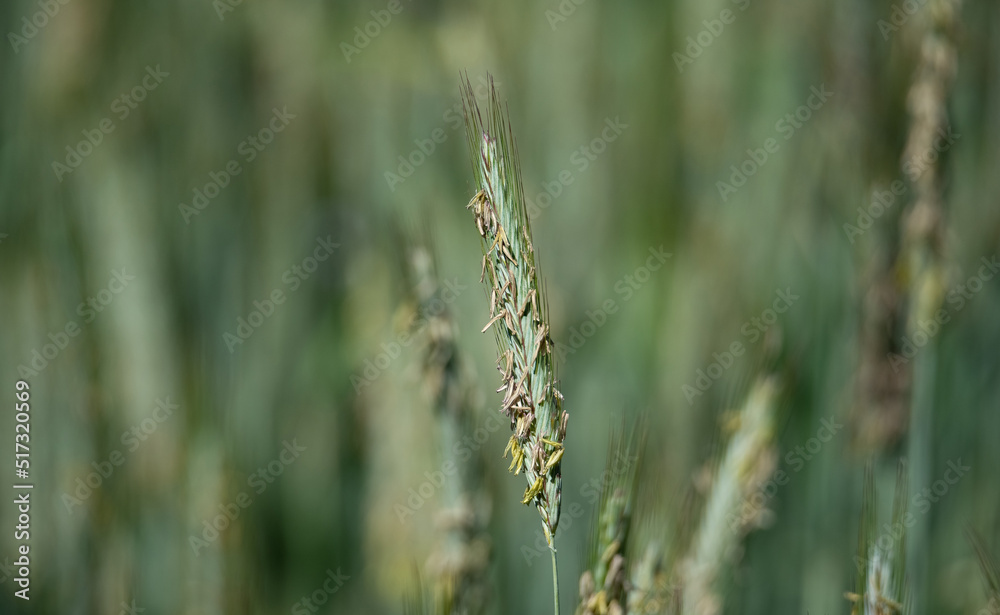 Ears of grain, green rye during pollination. Flowering and pollination of the grain. Ears of rye close-up.