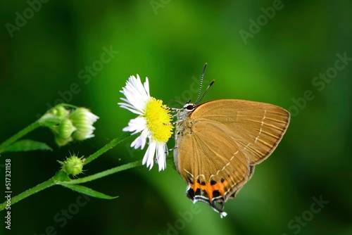 夏休みの高原でよく見られる小さなかわいいチョウ、ミヤマカラスシジミ © trogon