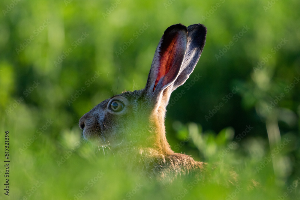 Obraz premium a hare in a clover