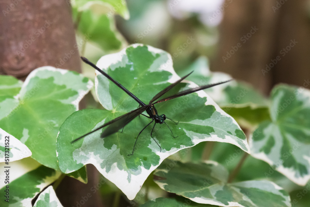 神様のトンボ ハグロトンボのメスが緑の葉にとまり翅を広げる