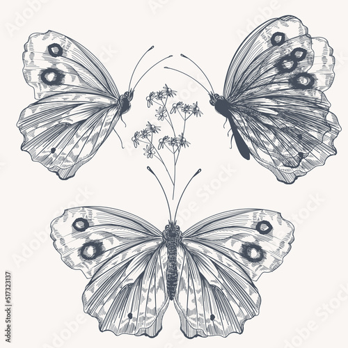 Set of vector hand drawn butterflies for design