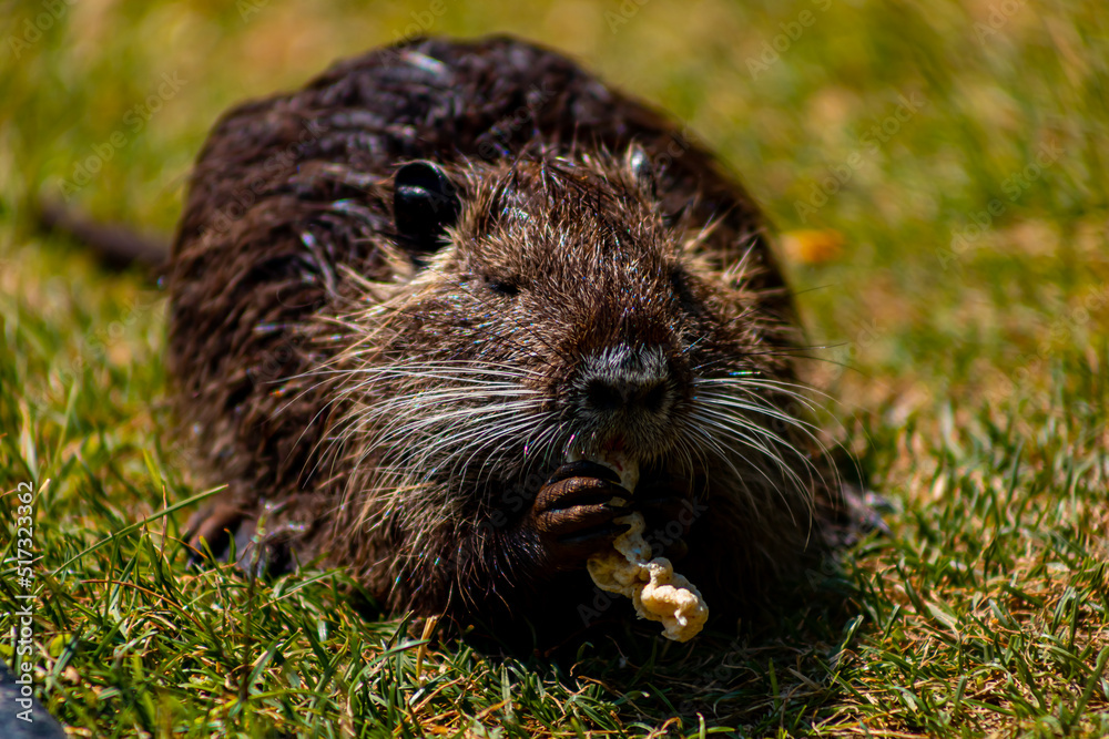 nutria in the zoo holds food with its paws and gnaws it nutria in the zoo holds food with its paws and gnaws it