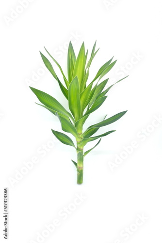 Dracaena fragrans stem cutting and leaves isolated on white background. Tropical ornamental plant greenery for bouquet and flower arrangement.