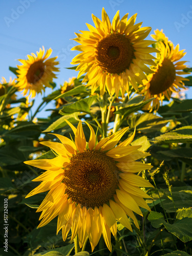 Close up of sunflower against a blue sky