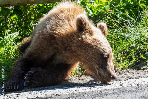 Baer on the Transfagarasan Highway, Sibiu County Romania photo