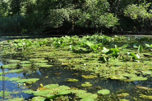 Teichlandschaft mit Seerosen  photo
