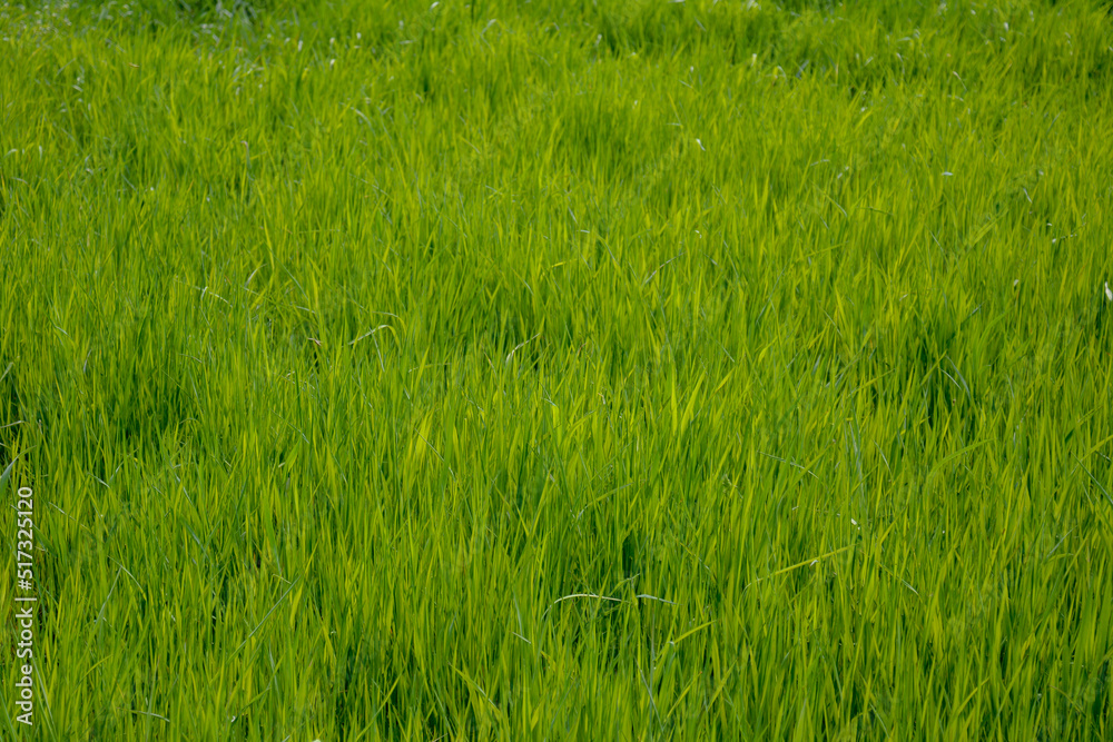 Obraz premium Green grass and blue sky. Meadow closeup background for farming or gardening, lawn in park, outdoor sport yard, abstract fresh greenery.