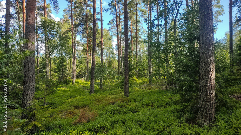 Summer Forest in Sweden with beautiful green trees Summer Forest in Sweden with beautiful green trees