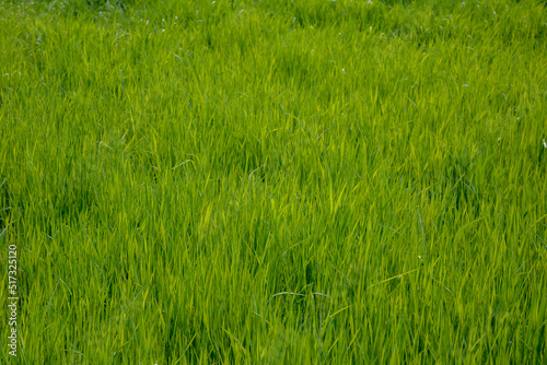 Green grass and blue sky. Meadow closeup background for farming or gardening, lawn in park, outdoor sport yard, abstract fresh greenery.