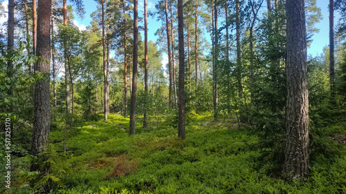 Summer Forest in Sweden with beautiful green trees