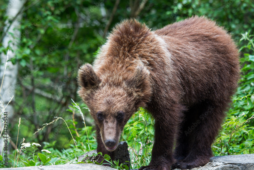 Obraz premium Young bear in Romania