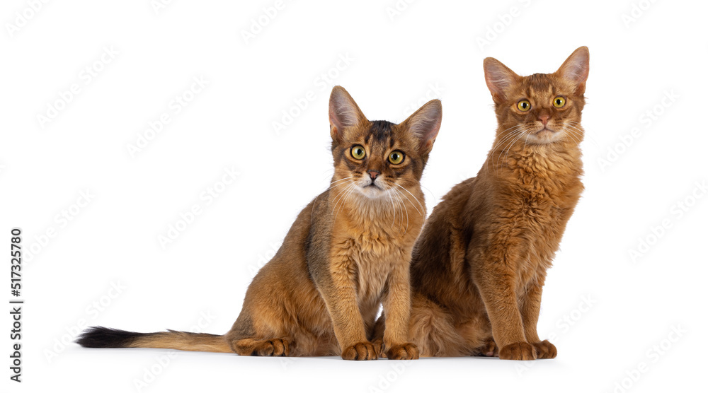 Ruddy and sorrel Somali cat kittens, sitting together. Looking towards camera. Isolated on a white background.