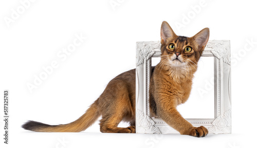 Ruddy Somali cat kitten  standing side ways through white photo frame. Looking up above camera. Isolated on a white background.