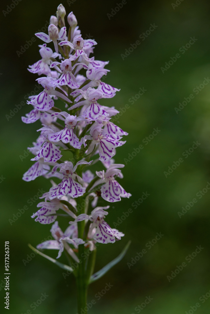 Dactylorhiza fuchsii