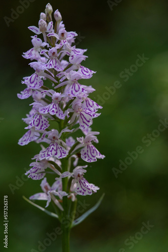 Dactylorhiza fuchsii photo