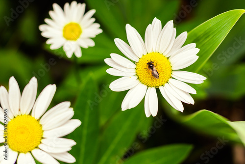 Bee on daisy flower. Floral blurred background, large white chamomiles with bee in local focus.