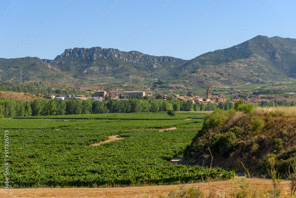 Naklejka premium Vineyards in Rioja Region near Haro, Spain. Ebro river valley