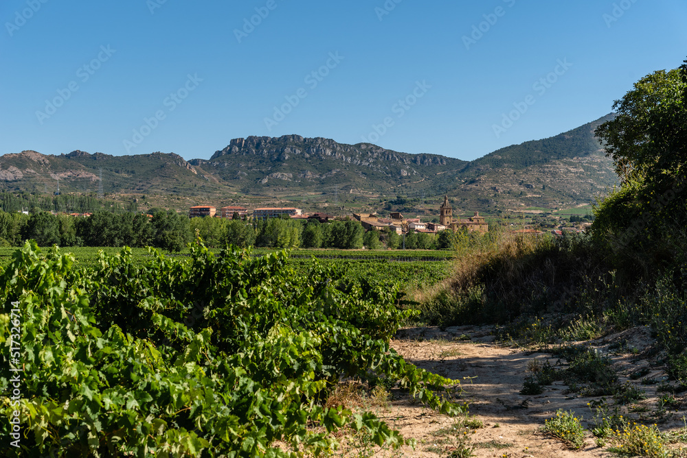 Vineyards in Rioja Region near Haro, Spain. Ebro river valley