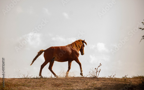 A horse on a hill