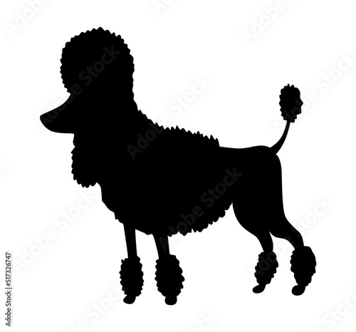 Dog silhouette, poodle breed. Side view pet stand icon in black color. Make used for dog show, competition, pet store, guide dog, veterinary, dog walking. Domestic animal isolated on white background