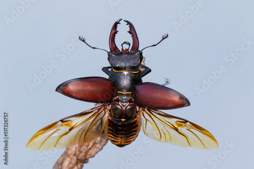 European stag beetle - Lucanus cervus is widespread across Europe.  Male specimen on a branch, in flight. photo