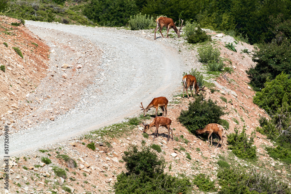 A herd of deer grazes on a mountain slope