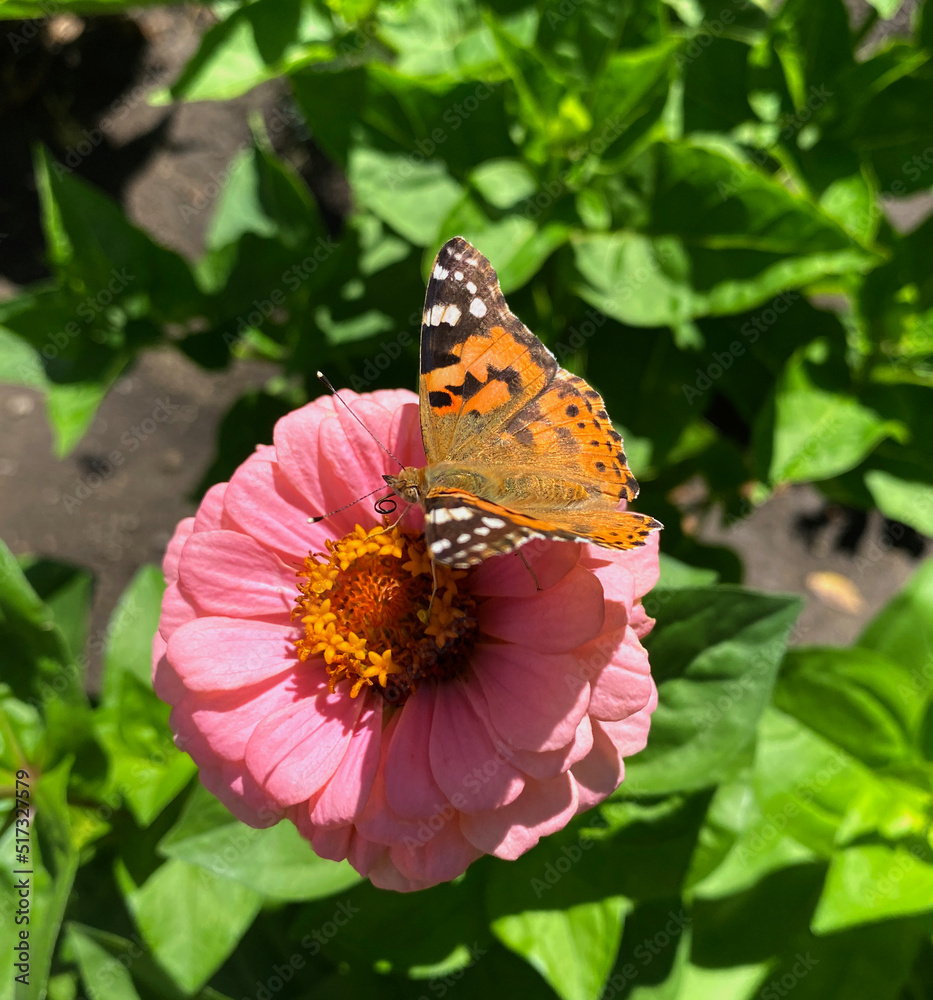 Obraz premium butterfly on flower