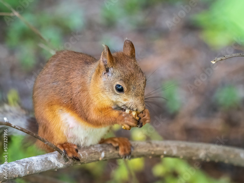 The squirrel with nut sits on tree branches in the summer. © Dmitrii Potashkin