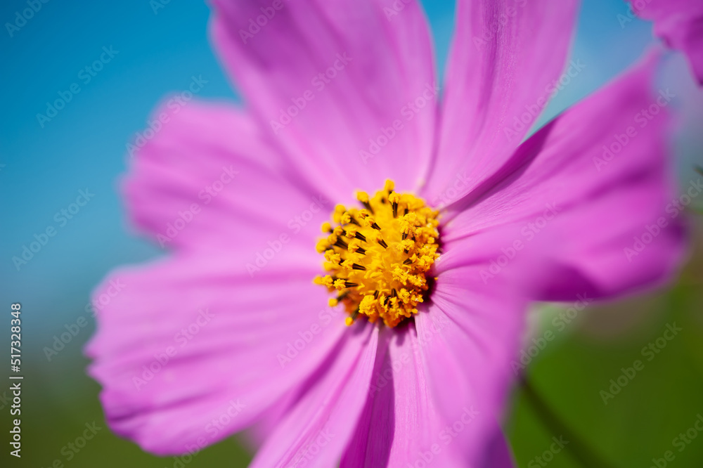 秋桜