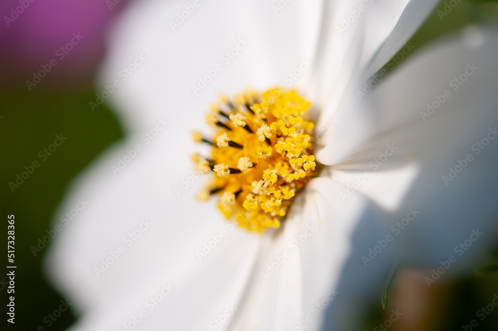 Obraz premium 秋桜