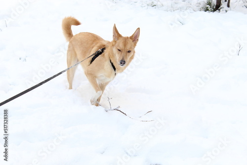 In cold winter weather, a red dog, a Caroline breed, is walked on a leash, where it plays on the white snow.