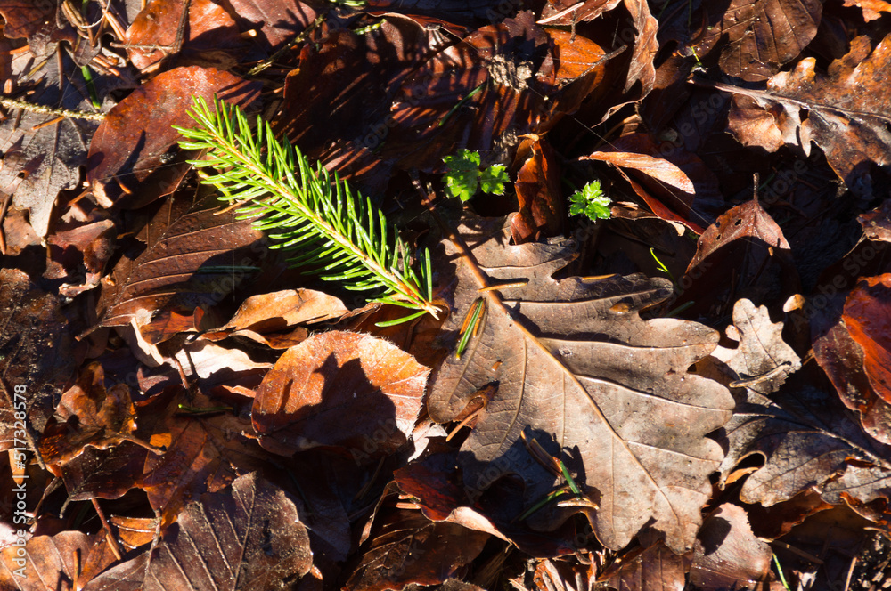 Naklejka premium Herbstlaub