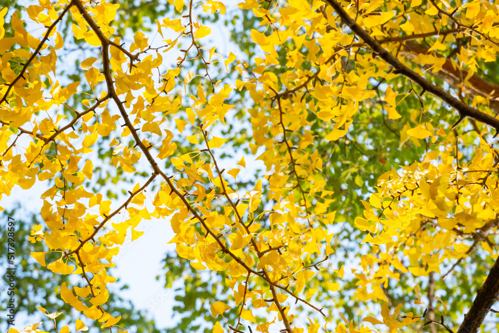 Fototapeta premium いちょう